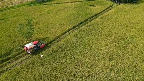 Agusan del Sur farmer's harvest jumps 52% with hybrid rice
