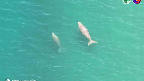 6 dugongs and 5 sea turtles spotted off Sultan Kudarat