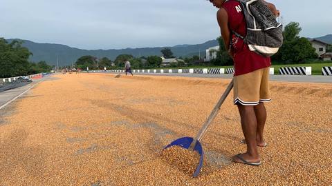 Marcos raises corn import quota to 500,000 MT; farmers worried